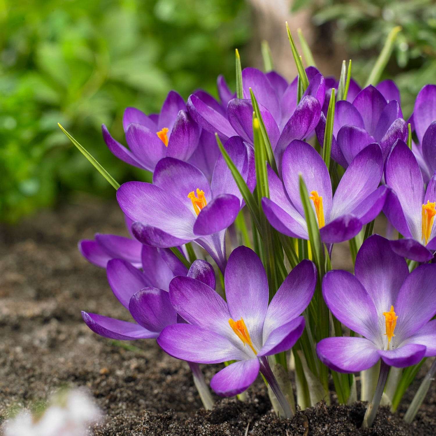 Crocus 'Flower Record'